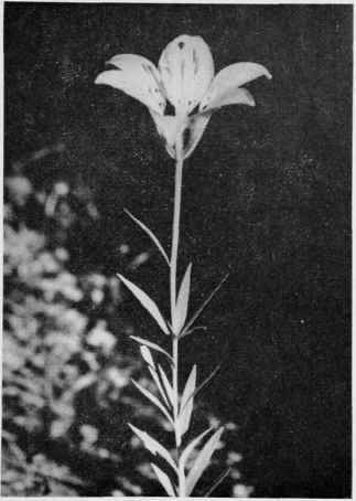 Wood Lily.