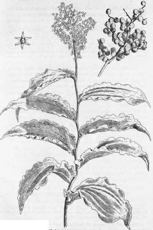 False Solomon's Seal. S. racemosa