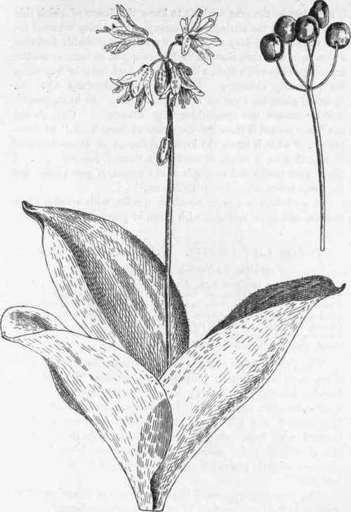 Fruit Clintonia borealis