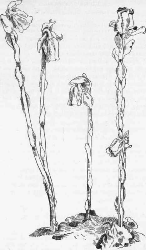 Indian Pipe M. uniflora