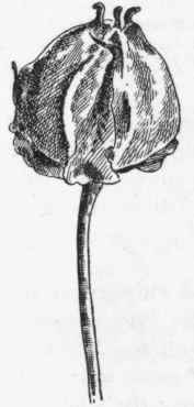 Wake Robin Birthroot Trillium Erectum Lily Family 100
