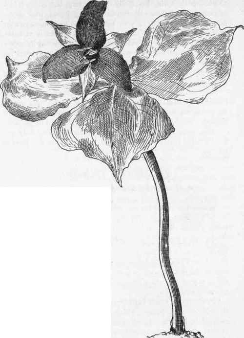 Wake Robin. T. erectum