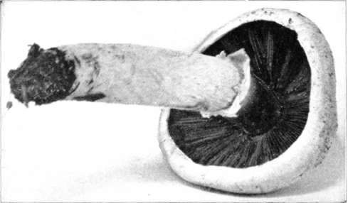Figure 1. Agaricus campestris.