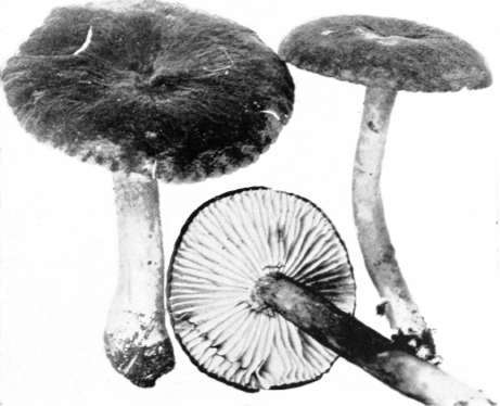 Figure 119. Lactarius lignyotus