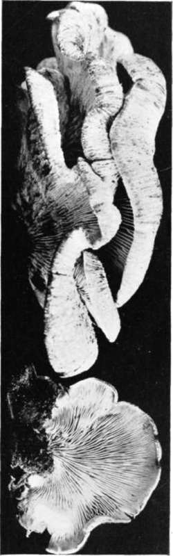 Figure 132. Lentinus vulpinus, front and under view (natural size)