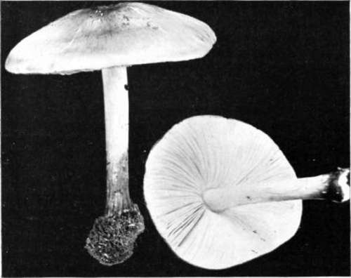 Figure 135. Pluteus cervinus