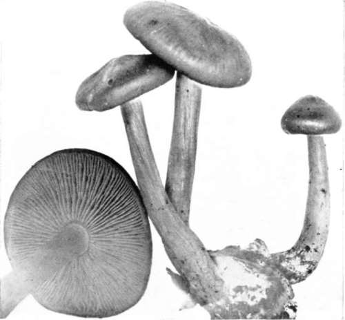 Figure 140. Entoloma grayanum
