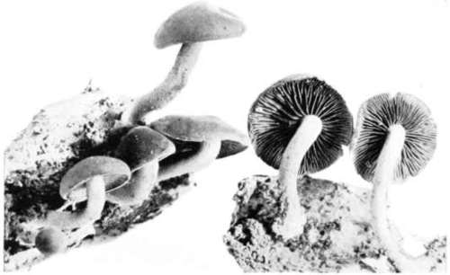 Figure 150. Naucoria vernalis
