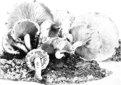 Figure 151. Flammula polychroa, under view