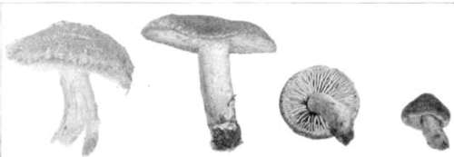 Figure 152. Hebeloma crustuliniforme, var