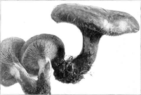 Figure 159. Paxillus involutus