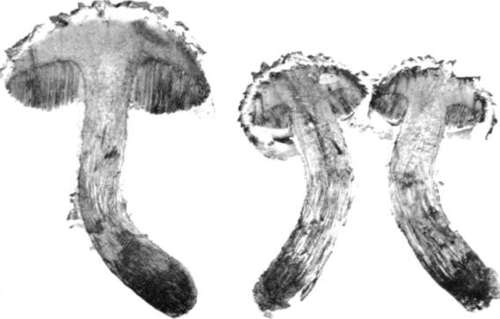 Figure 178. Strobilomyces strobilaceus