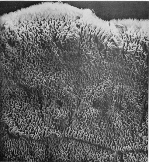 Figure 192. Enlarged to show character of fruiting surface