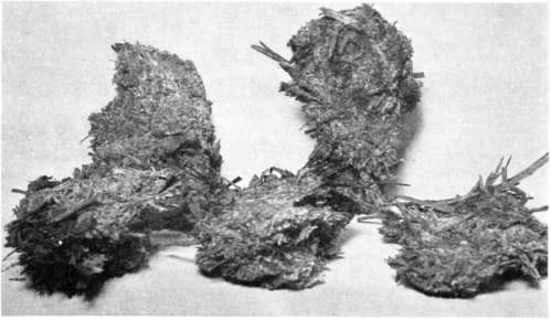 Figure 234. French spawn, or flakes, ready to plant