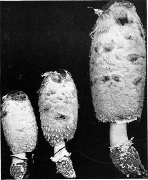 Figure 33. Coprinus comatus (natural size)