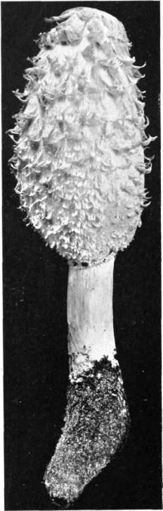 Figure 34. Coprinus comatus (natural size)