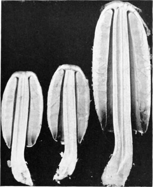 Figure 35. Coprinus comatus, sections of the plants in Fig
