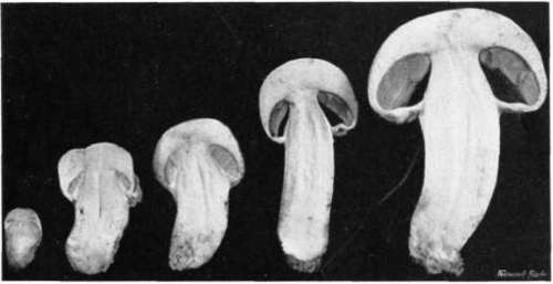 Figure 4. Agaricus campestris