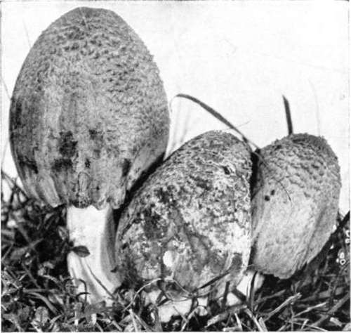 Figure 40. Coprinus atramentarius, scaly form (natural size)