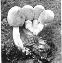Figure 43. Coprinus micaceus, young stage showing annulus, on the cap the mica particles (natural size)