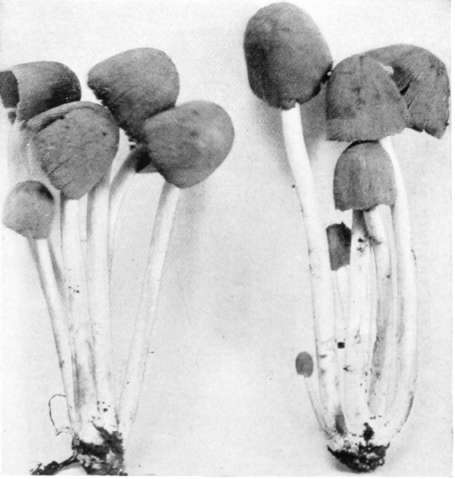 Figure 44. Coprinus micaceus, plants natural size, from floor of coal mine at Wilkesbarre