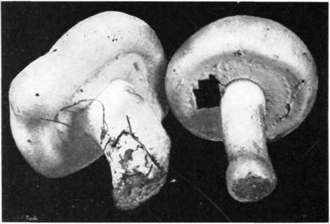 Figure 5. Agaricus campestris