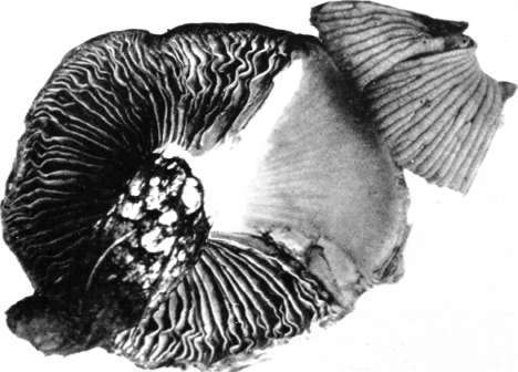 Figure 51. Gomphidius nigricans