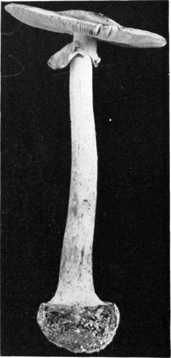 Figure 58. Amanita phalloides, volva circumscissile, concave bulb margined by definite short limb of volva; upper part of volva has disappeared from cap; cap whitish, tinged with brown