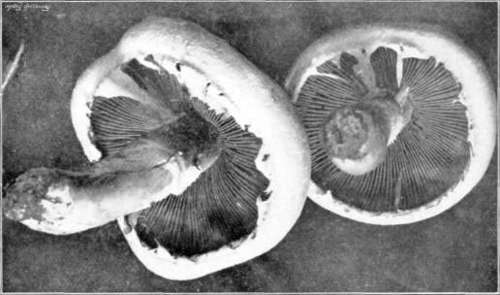 Figure 6. Agaricus campestris