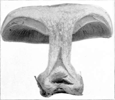 Figure 88. Tricholoma personatum