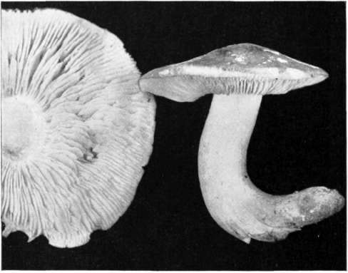 Figure 89 Tricholoma sejunctum
