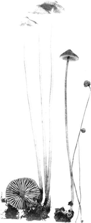 Figure 96. Mycena polygramma, long stemmed form growing on ground (=M