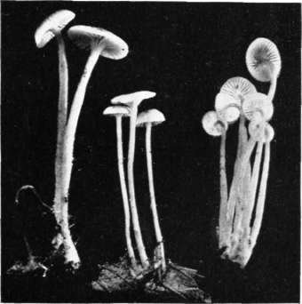 Figure 99. Mycena vulgaris