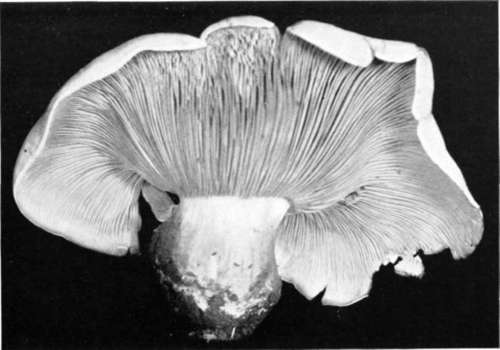 Plate 29, Figure 91