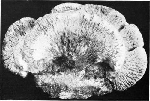 Plate 42, Figure 131