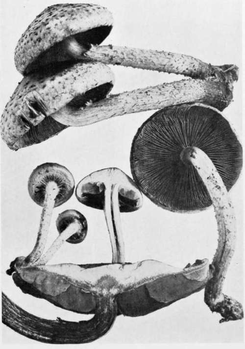 Plate 48, Figure 148