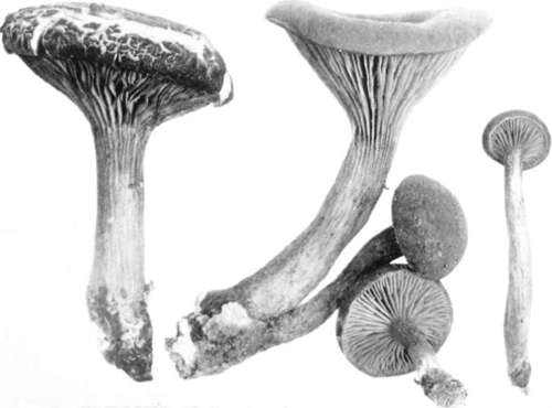 Plate 52, Figure 160