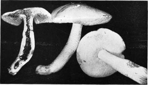 Plate 59, Figure 168
