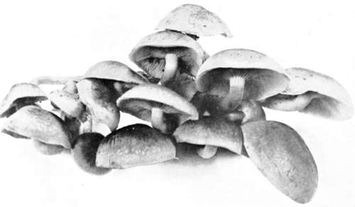 Plate 6, Figure 25