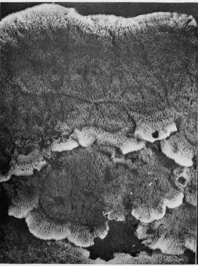 Plate 74. Merulius tremellosus. Figure 191