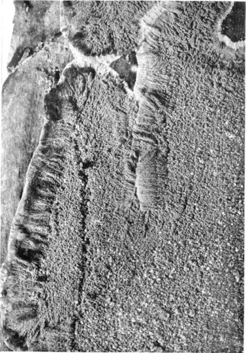 Plate 75, Figure 193