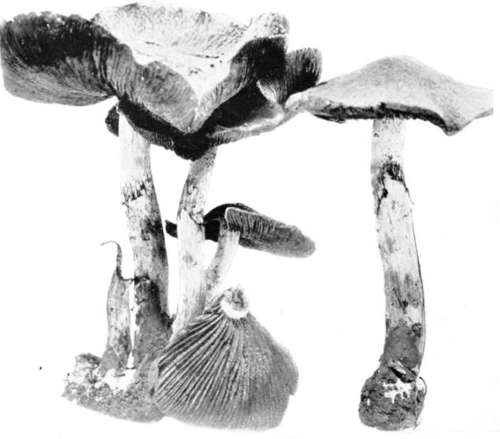 Plate 8, Figure 29