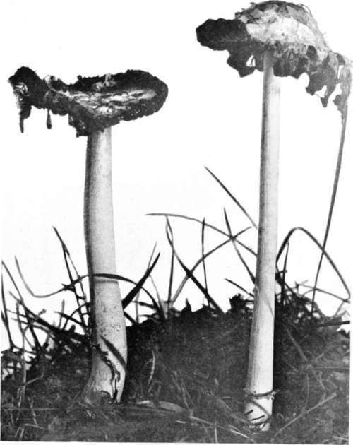 Plate 9, Figure 38