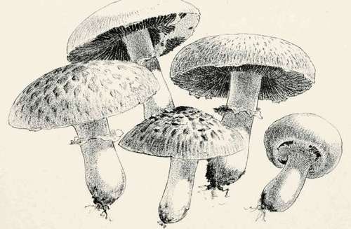 Plate VI. Variations In Agaricus Campestr1s