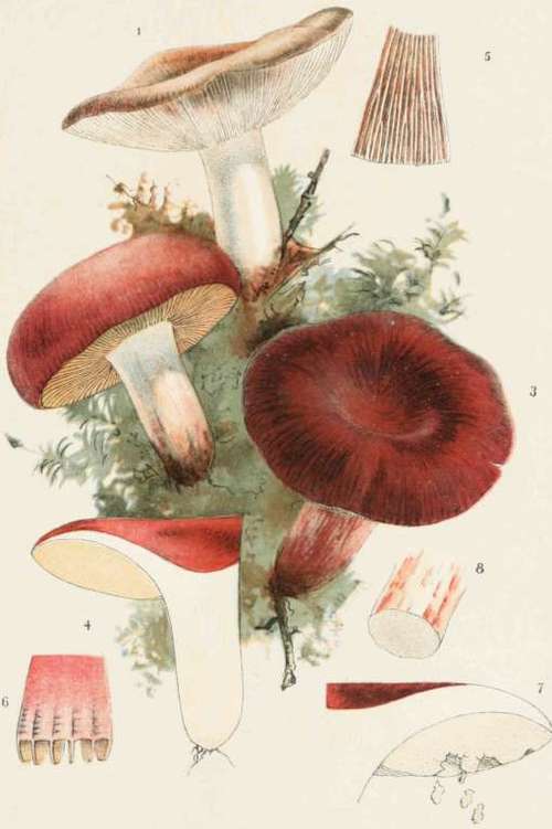 Plate XII. Edible Russulae. Russula Heterophylla. RussulaAlutacea. Russula Lepida.