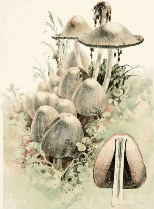 Plate XVII. Coprinus Atramentarius