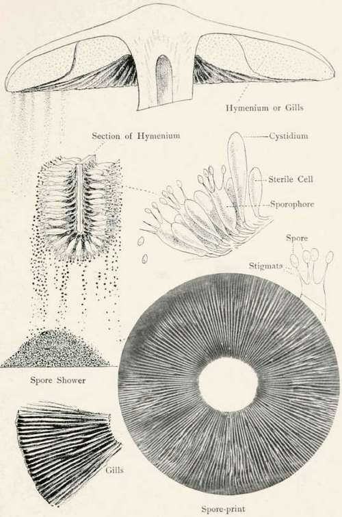 Plate XXXV. SPORE SURFACE OF AN AGARIC