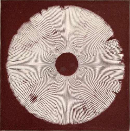 Plate XXXVII. SPORE PRINT OF AMANITA MUSCARIUS