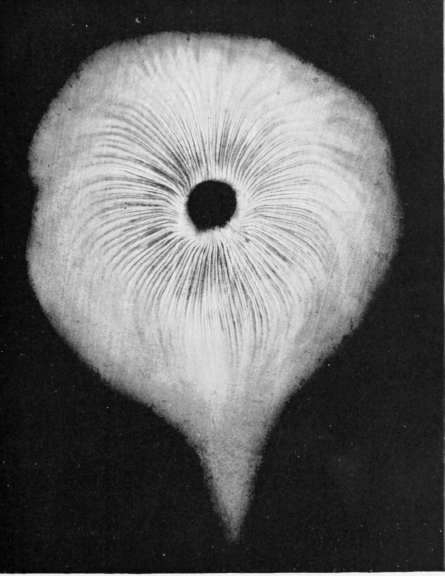 Plate XXXVIII. ACTION OF SLIGHT DRAUGHT ON SPORES
