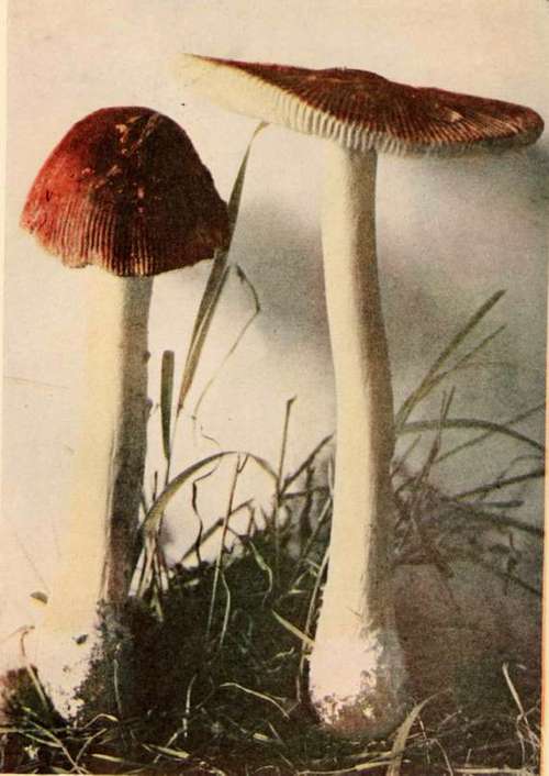 Amanitopsis parcivolvata, Pk. See page 55.